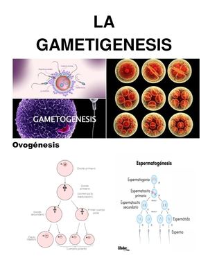 La Gametogenesis