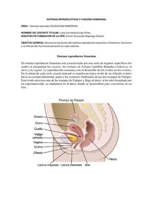 Taller Sistemas Reproductivos Y Funciones Hormonales