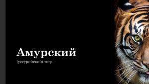 Презентация по биологии  "Уссурийский тигр"