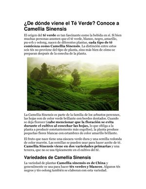 De Dónde Viene El Té Verde Conoce A Camellia Sinensis