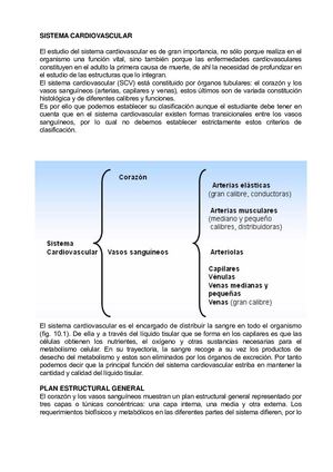 Sistema Cardiovascular