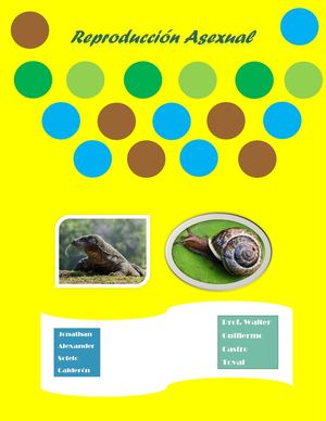 Reproducción Asexual