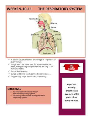 Guía The Respiratory Sustem