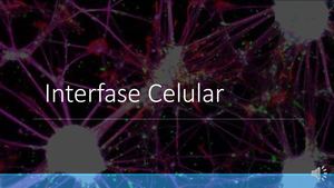 Interfase Celular