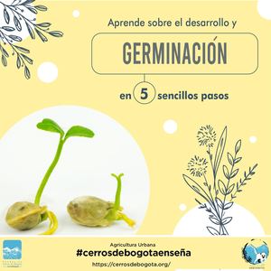 Germinación