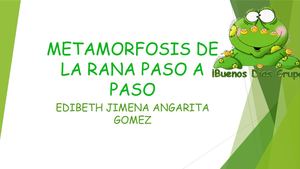 Metamorfosis De La Rana Paso A Paso