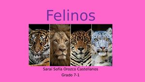 Felinos