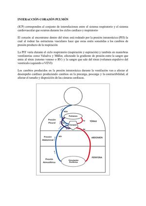 Interacción Corazón -Pulmón