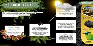 Infografías sotobosque
