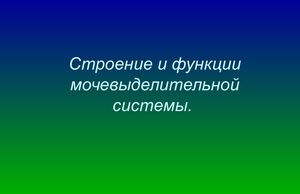 Строение мочевыделительной системы