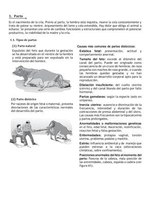 Ra 9 5 Tema Unico El Parto