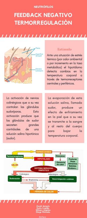 Feedback Negativo-Termoregulación