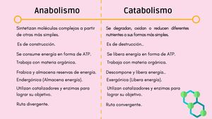 Catabolismo y anabolismo