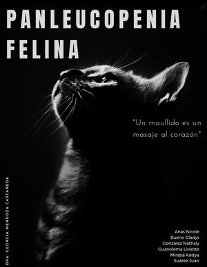 panleucopenia felina