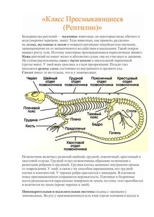 Класс Пресмыкающиеся