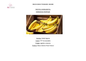 Experimento Sobre La Maduración De Los plátanos (1)