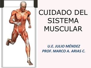 Sistema Muscular 4to Sec