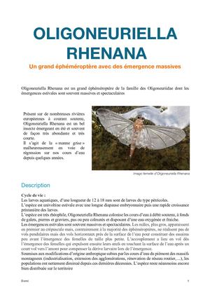 Oligoneuriella Rhenana