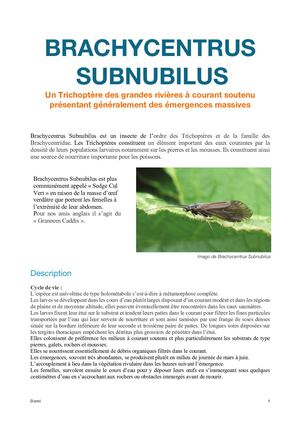 Brachycentrus Subnubilus