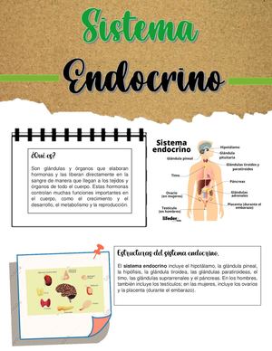 Sistema Endocrino