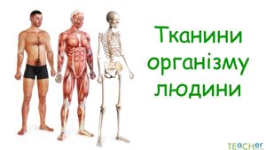 тканини організму людини.