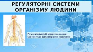 Регуляторні системи організму людини