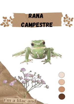 Rana Campestre (5)