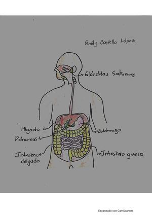 Digestión y absorción de los carbohidratos