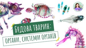 Органи, системи органів тварин