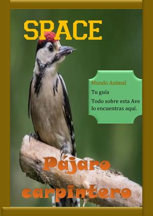 Revista Del Pajaro Carpintero