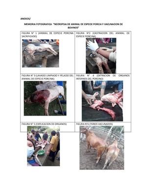 Anexos De Bioquimica