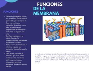 Funciones De La Membrana