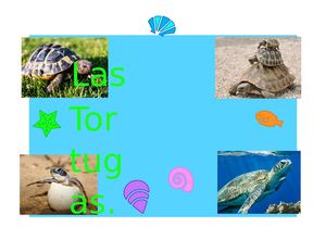 las tortugas marinas...