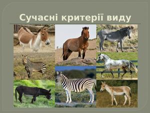 Сучасні критерії виду