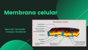 Membrana Celular, funciones y características