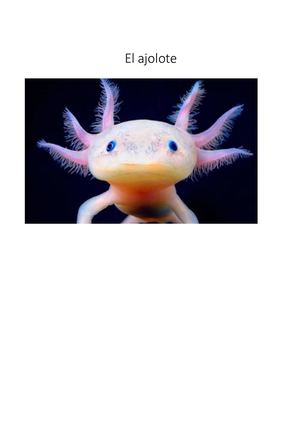 El Ajolote Mexicano
