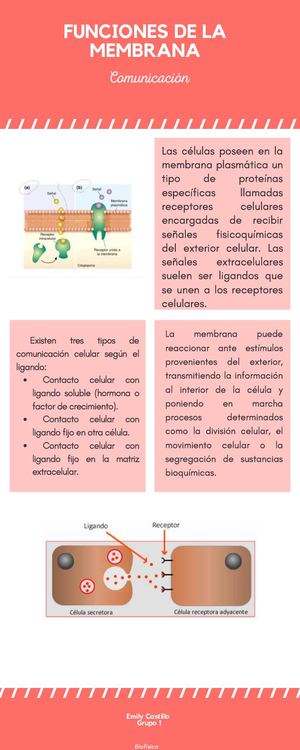 Funciones De La Membrana