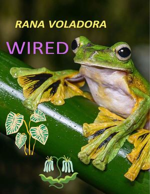 Rana Voladora 10 Eliana