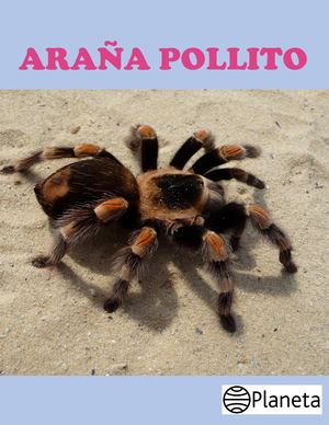 Araña Pollito