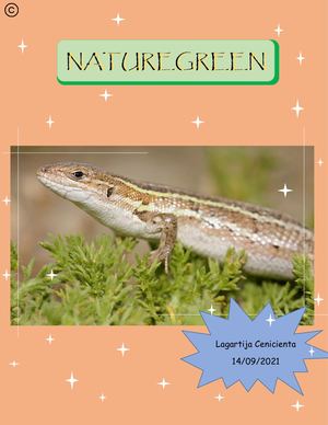 Lagartija Cenicienta