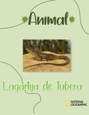 Lagartija de tubera
