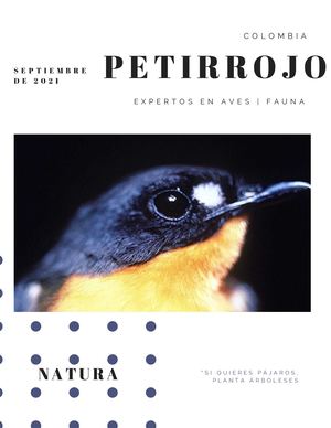 Petirrojo