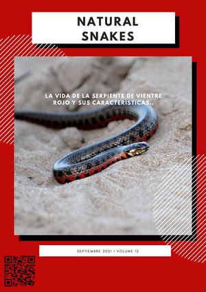 serpiente de vientre rojo