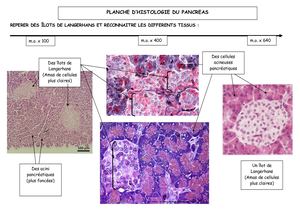 Planche Histologie Pancreas