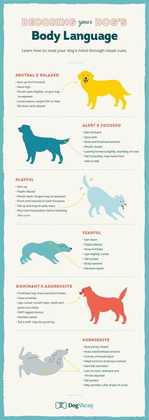 What causes Aggressive Dog Behavior?