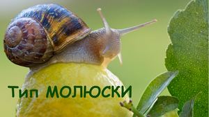 Тип Молюски. Клас Черевоногі.