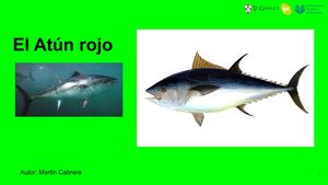 El Atún Rojo