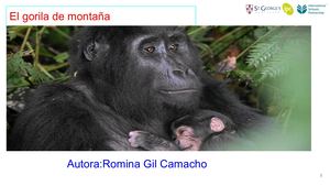 El Gorila De Montaña