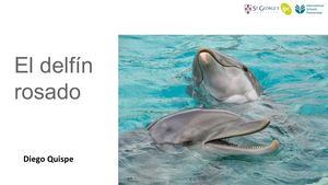 El Delfín Rosado