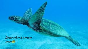 Datos Sobre La Tortuga Carey????